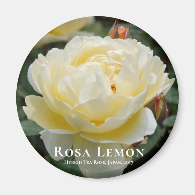 Imã Rosa Lemon (Frente)