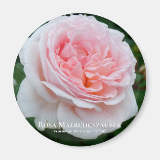 Imã Rosa Maerchenzauber