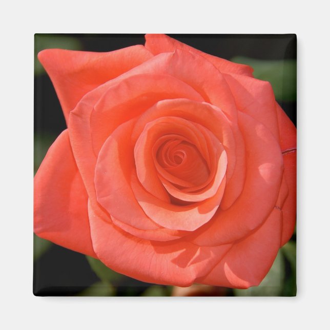 Imã Rosa Magnet (Frente)