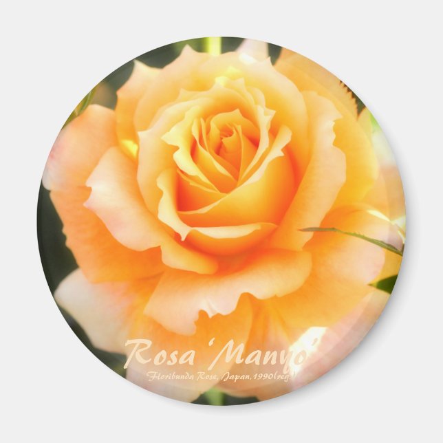 Imã Rosa ‘Manyo’：Round Magnet (Frente)