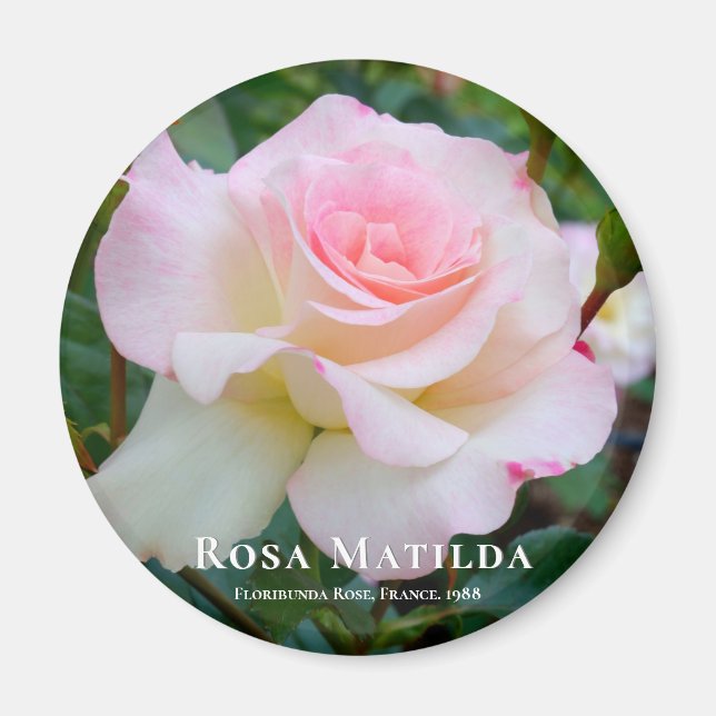 Imã Rosa Matilda (Frente)