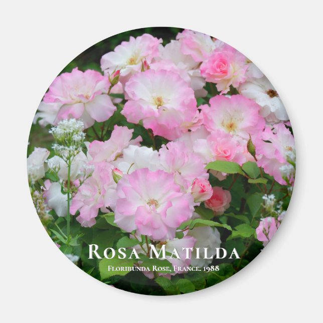 Imã Rosa Matilda マ グ ネ ト (Frente)