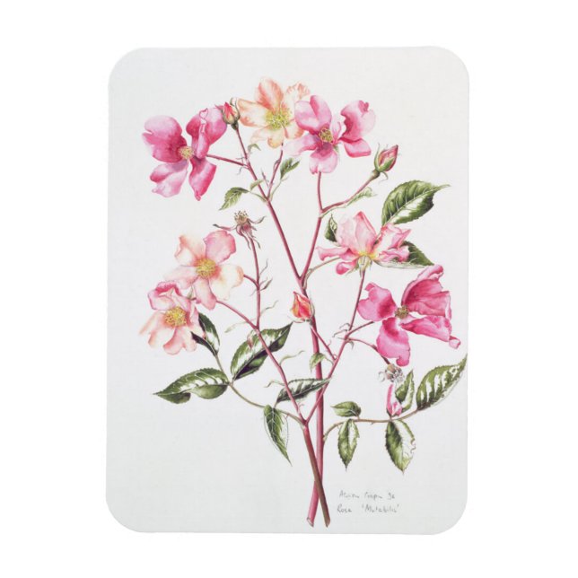 Ímã Rosa Mutabilis 1996 (Vertical)