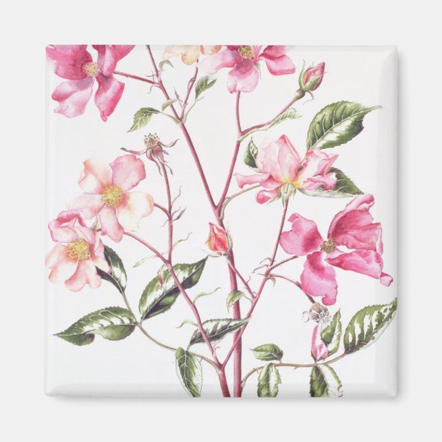 Imã Rosa Mutabilis 1996 (Frente)