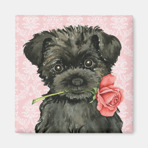 Imã Rosa namorados Affenpinscher