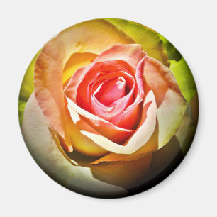 Imã Rosa - Para Ti