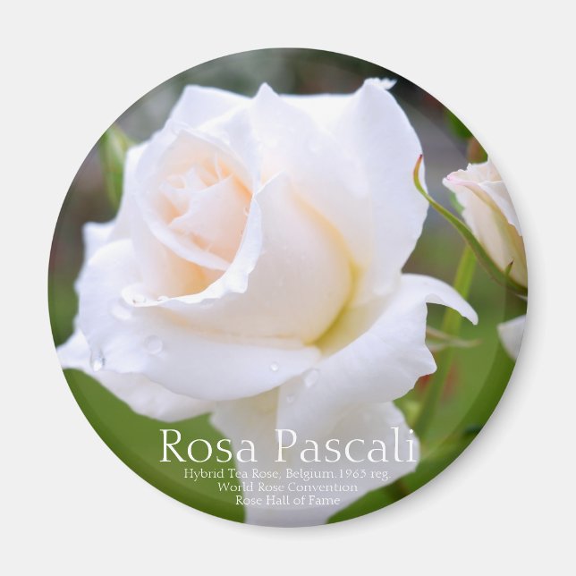 Imã Rosa Pascali [Magnet Redondo] (Frente)