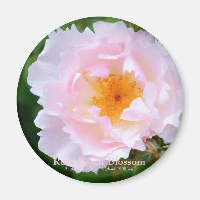 Imã Rosa Peach Blossom [Magnete redondo] (Frente)