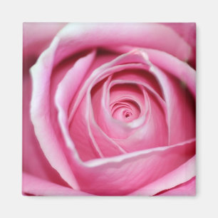 Imã Rosa perfeito do rosa