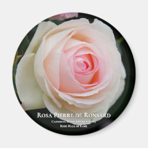 Imã Rosa Pierre de Ronsard