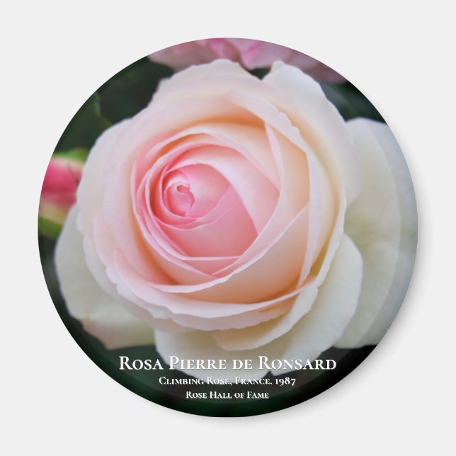 Imã Rosa Pierre de Ronsard (Frente)