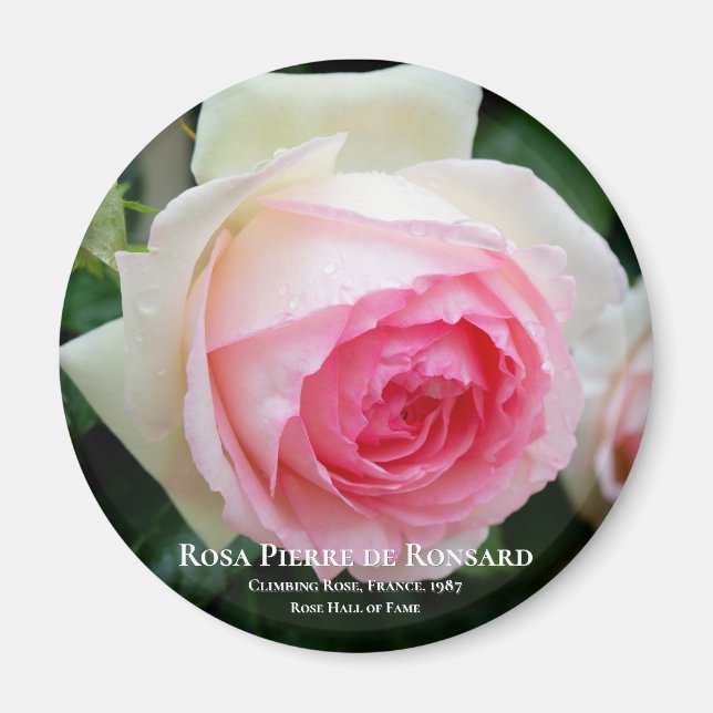 Imã Rosa Pierre de Ronsard (Frente)