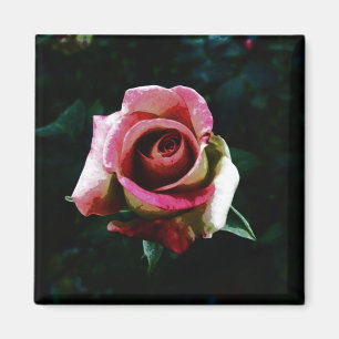 Imã Rosa pintada a óleo