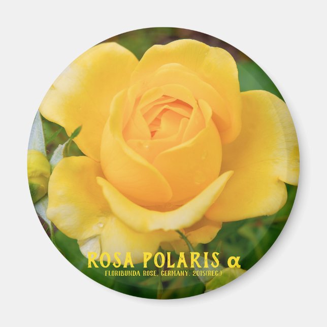 Imã Rosa Polaris α [Ímã Redondo] (Frente)