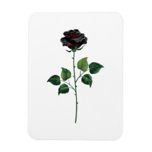 Ímã Rosa preto