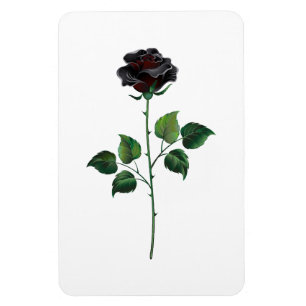 Ímã Rosa preto