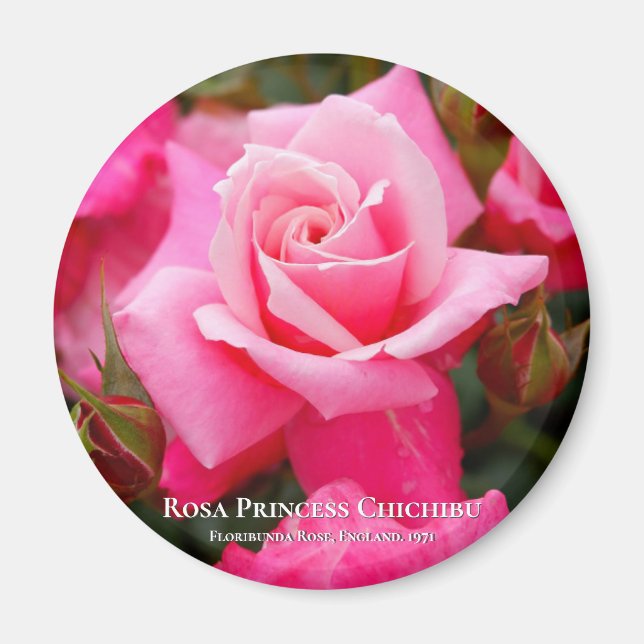 Imã Rosa Princess Chichibu マ グ ネ fiscalização ト (Frente)