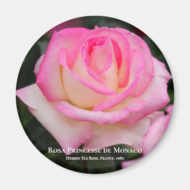 Imã Rosa Princesse de Mônaco (Frente)