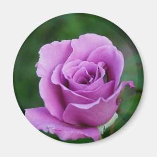 Imã Rosa púrpura