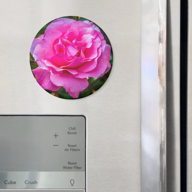Imã Rosa rosa delicada. (In Situ (Fridge))