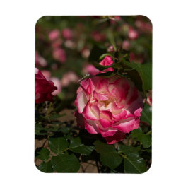 Ímã Rosa Rosa e Branca