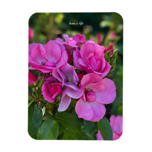 Ímã Rosa Rosa Lavanda