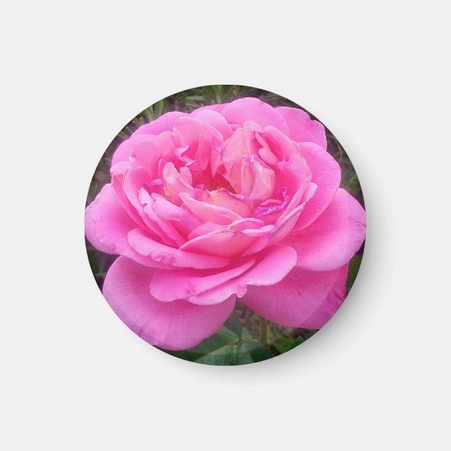Imã Rosa Rosa Romântica "Leonardo Da Vinci" (Frente)