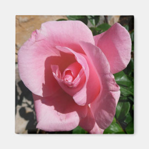 Imã Rosa Rosa Rosa