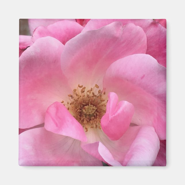 Imã Rosa Rosa Rosa (Frente)
