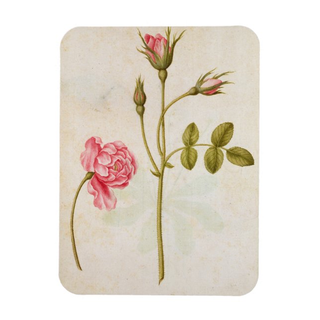 Ímã Rosa rosa rosa, c.1568 (Vertical)
