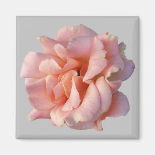 Imã rosa rosa rosa florescente