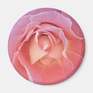 Imã Rosa Rosa Rosa Lusciosa