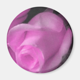 Imã Rosa Rosa Rosa Rosa Cor-de-rosa com 2 Mídia de 1/4