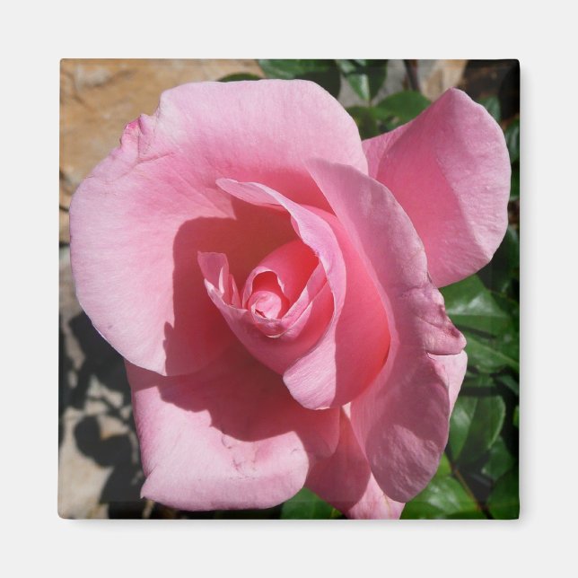 Imã Rosa Rosa Rosa Rosa III Jardim Floral (Frente)