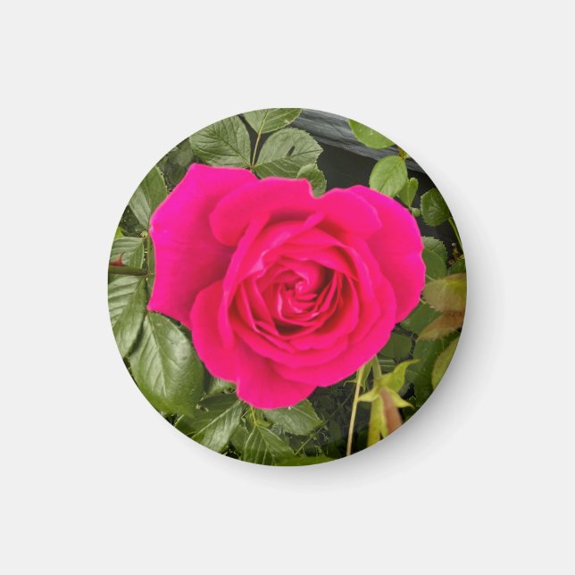 Imã Rosa Rosa Rosa Rosa Rosa #4 (Frente)