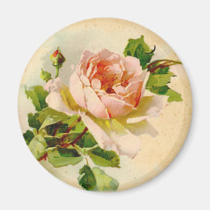 Imã Rosa Rosa Rosa Vitoriana