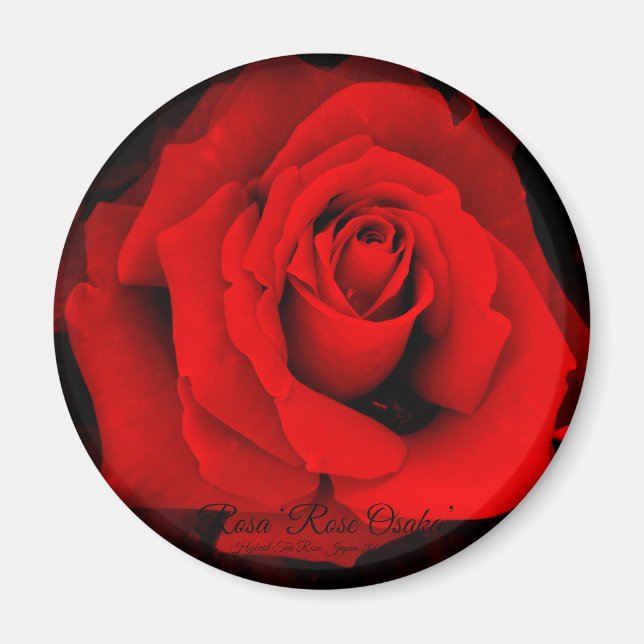 Imã Rosa ‘Rose Osaka’: ímã redondo (Frente)