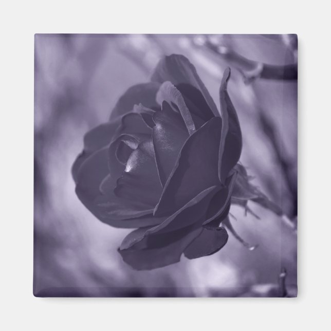 Imã Rosa Roxa (Frente)