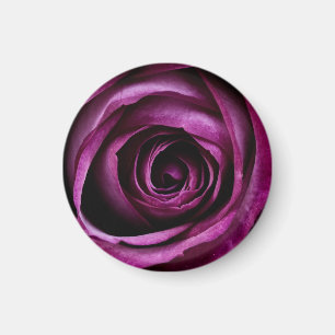Imã Rosa Roxa Escura Vista de Perto