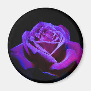 Imã Rosa Roxo com gotas de água em fundo preto