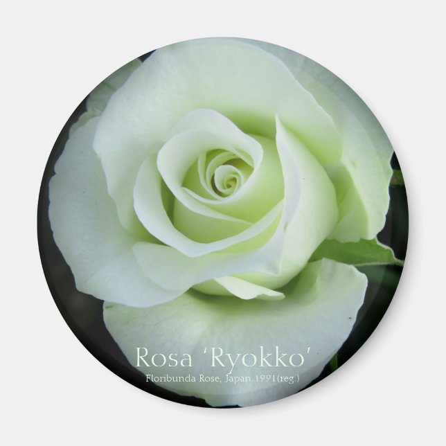 Imã Rosa‘Ryokko’：Round Magnet (Frente)