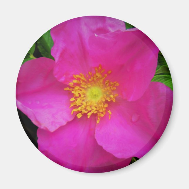 Imã Rosa Selvagem de Alberta Canadá Flor Rosa Brilhant (Frente)