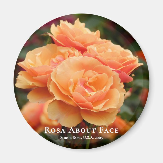 Imã Rosa Sobre o Rosto (Frente)