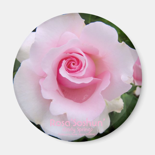Imã Rosa‘Soshun’：Round Magnet (Frente)