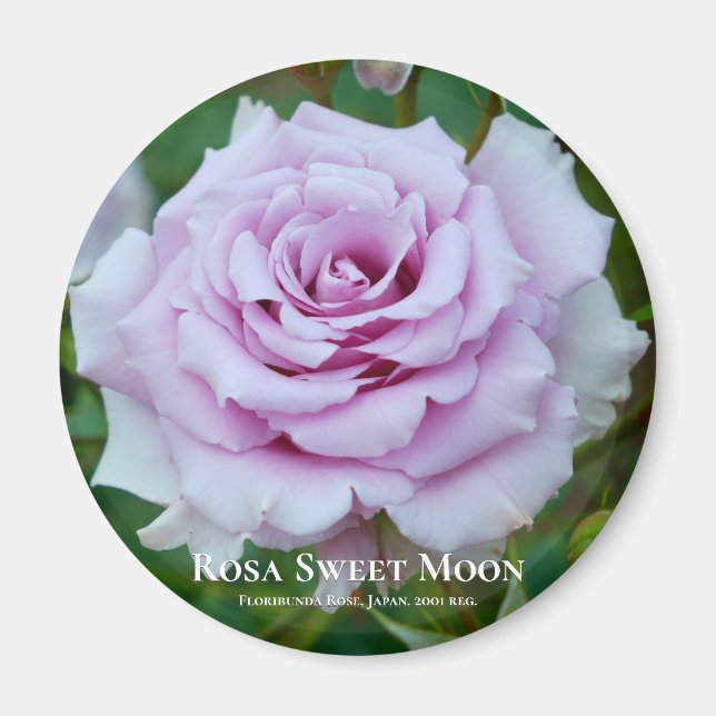 Imã Rosa Sweet Moon (Frente)