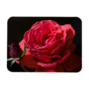 Ímã Rosa vermelha