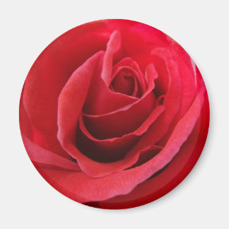 Imã Rosa vermelha