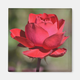 Imã Rosa vermelha