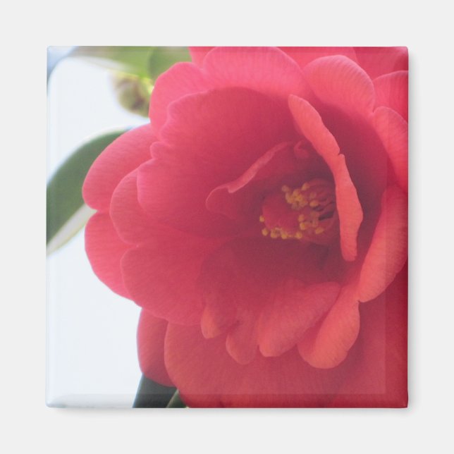 Imã Rosa vermelha (Frente)