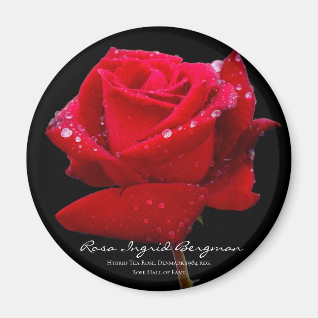 Imã Rosa vermelha マ グ ネ ト (Frente)